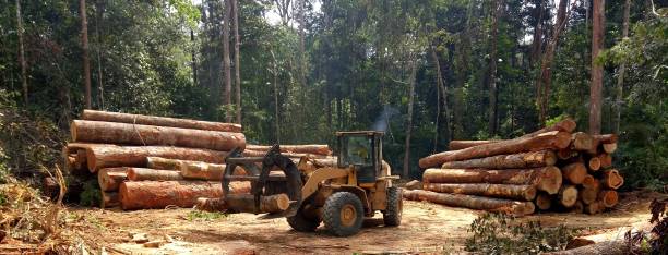 How Our Tree Care Process Works  in  Zapata, TX